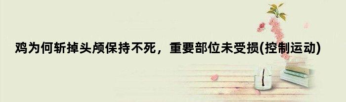 鸡为何斩掉头颅保持不死，重要部位未受损(控制运动)