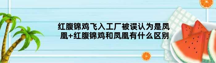 红腹锦鸡飞入工厂被误认为是凤凰 红腹锦鸡和凤凰有什么区别