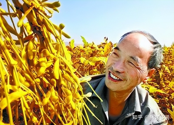 大豆争夺战打响！摆脱进口依赖这一次国人争气，美国阴谋休想得逞