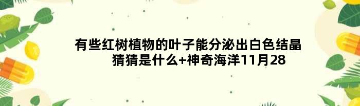 有些红树植物的叶子能分泌出白色结晶猜猜是什么 神奇海洋11月28日答案