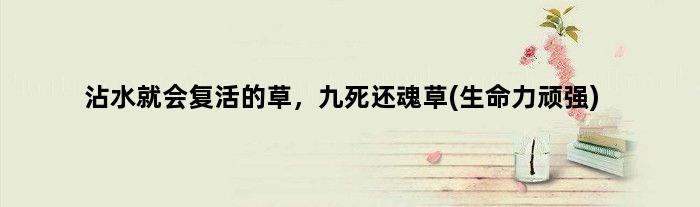 沾水就会复活的草，九死还魂草(生命力顽强)