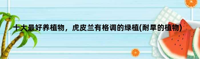 十大更好养植物，虎皮兰有格调的绿植(耐旱的植物)