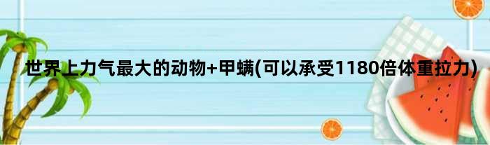 世界上力气更大的动物 甲螨(可以承受1180倍体重拉力)