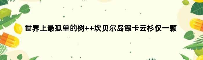 世界上最孤单的树  坎贝尔岛锡卡云杉仅一颗