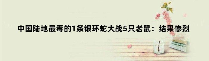 中国陆地最毒的1条银环蛇大战5只老鼠：结果惨烈