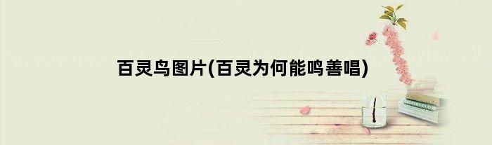 百灵鸟图片(百灵为何能鸣善唱)