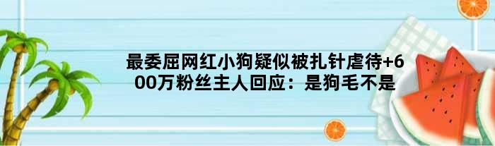 最委屈网红小狗疑似被扎针虐待 600万粉丝主人回应：是狗毛不是针