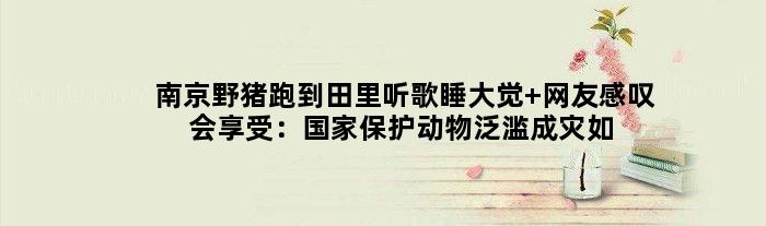 南京野猪跑到田里听歌睡大觉 网友感叹会享受：保护动物泛滥成灾如何整？