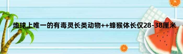 地球上的有毒灵长类动物  蜂猴体长仅28-38厘米