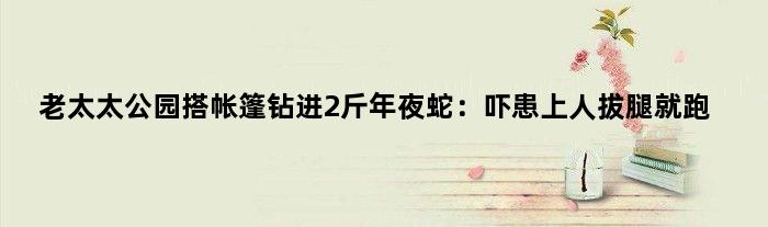 老太太公园搭帐篷钻进2斤年夜蛇：吓患上人拔腿就跑