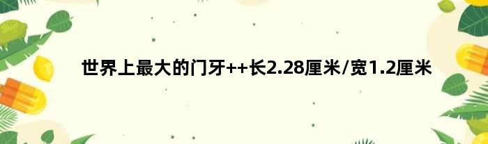 世界上更大的门牙  长2.28厘米/宽1.2厘米