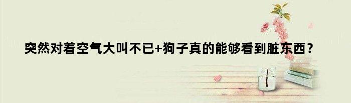 突然对着空气大叫不已 狗子真的能够看到“脏东西”？
