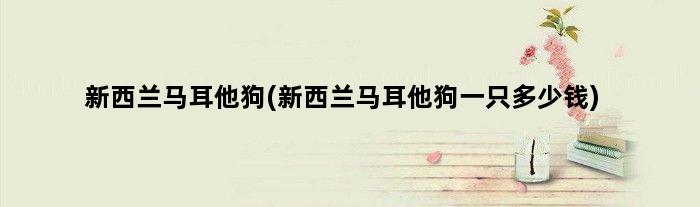 新西兰马耳他狗(新西兰马耳他狗一只多少钱)