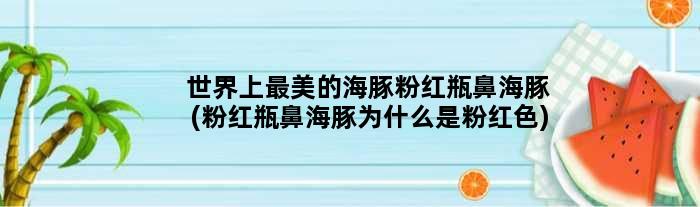 世界上最美的海豚粉红瓶鼻海豚(粉红瓶鼻海豚为什么是粉红色)