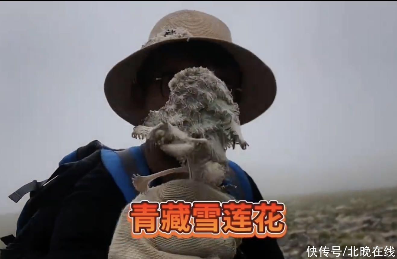 网络主播疑采摘濒危“水母雪兔子”，警方介入调查