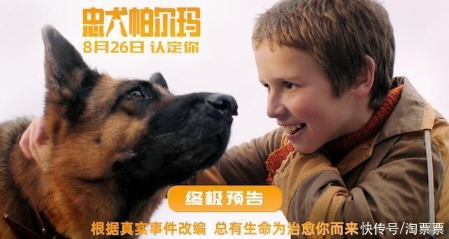 电影《忠犬帕尔玛》发布预告826上映 总有生命为治愈你而来