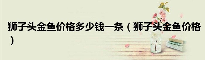 狮子头金鱼价格(狮子头金鱼价格多少钱一条)