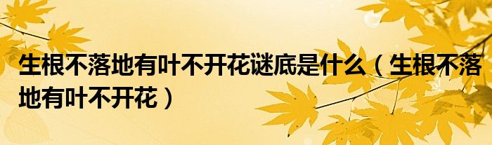 生根不落地有叶不开花(生根不落地有叶不开花谜底是什么)