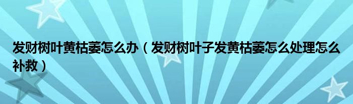 发财树叶子发黄枯萎怎么处理怎么补救(发财树叶黄枯萎怎么办)