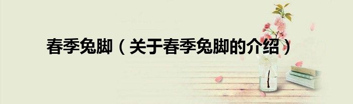 关于春季兔脚的介绍(春季兔脚)