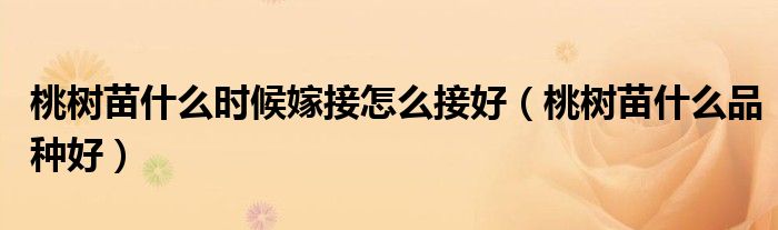 桃树苗什么品种好(桃树苗什么时候嫁接怎么接好)