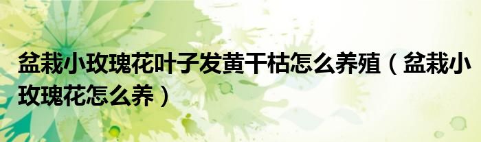 盆栽小玫瑰花怎么养(盆栽小玫瑰花叶子发黄干枯怎么养殖)