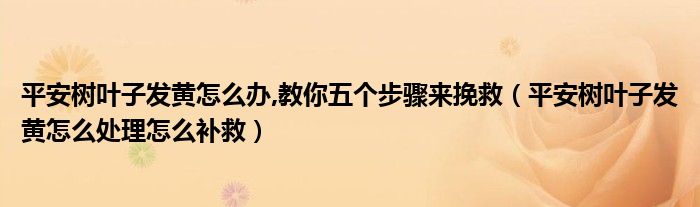 平安树叶子发黄怎么处理怎么补救(平安树叶子发黄怎么办,教你五个步骤来挽救)