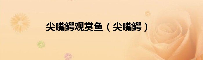 尖嘴鳄(尖嘴鳄观赏鱼)