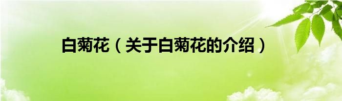 关于白菊花的介绍(白菊花)