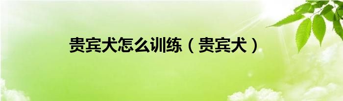 贵宾犬(贵宾犬怎么训练)
