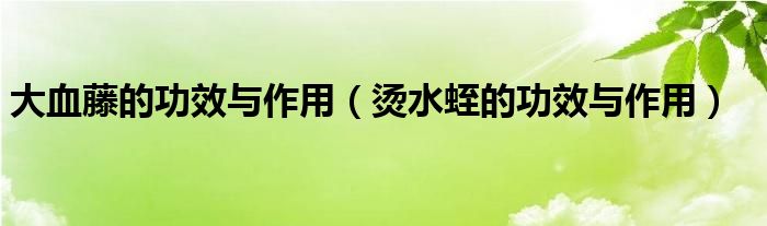 烫水蛭的功效与作用(大血藤的功效与作用)