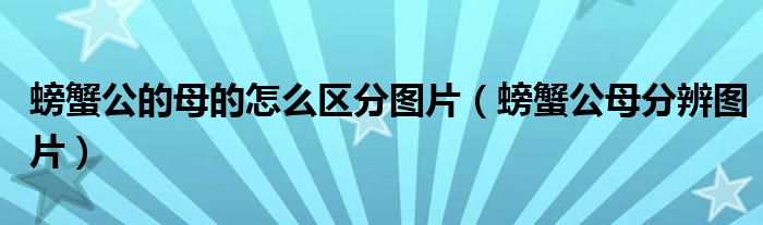 螃蟹公母分辨图片(螃蟹公的母的怎么区分图片)