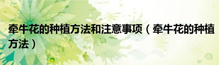 牵牛花的种植方法(牵牛花的种植方法和注意事项)