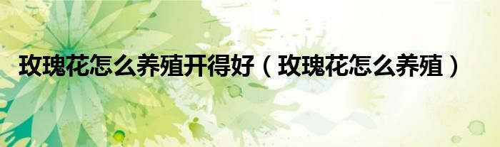 玫瑰花怎么养殖(玫瑰花怎么养殖开得好)