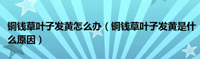 铜钱草叶子发黄是什么原因(铜钱草叶子发黄怎么办)