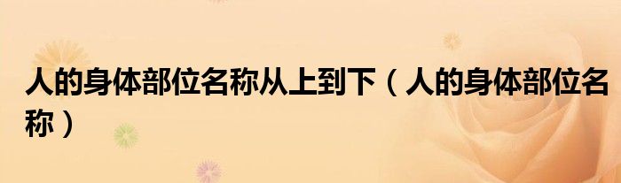 人的身体部位名称(人的身体部位名称从上到下)
