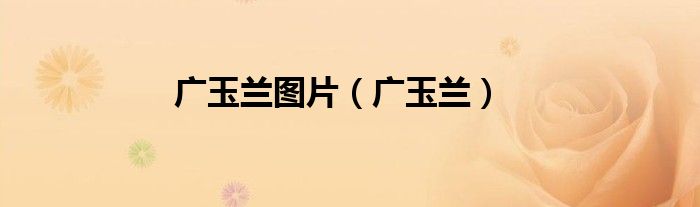 广玉兰(广玉兰图片)