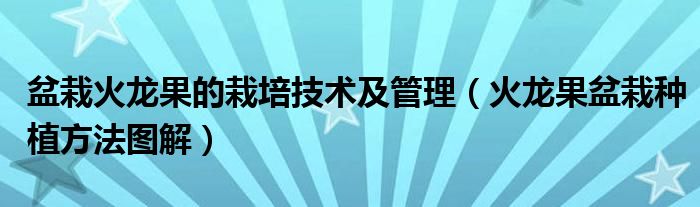 火龙果盆栽种植方法图解(盆栽火龙果的栽培技术及管理)