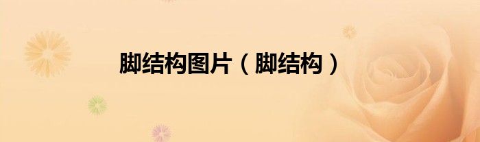 脚结构(脚结构图片)