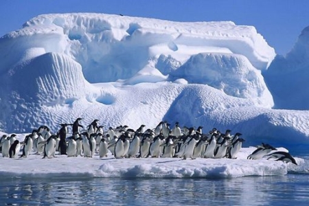 南北极有什么分别 为何都在南极洲科考站 北极为何没有科考站